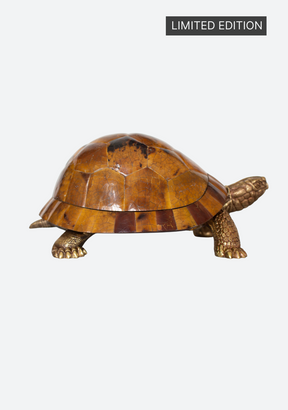 Sulcata Turtle